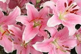 Цікаві факти про квіти