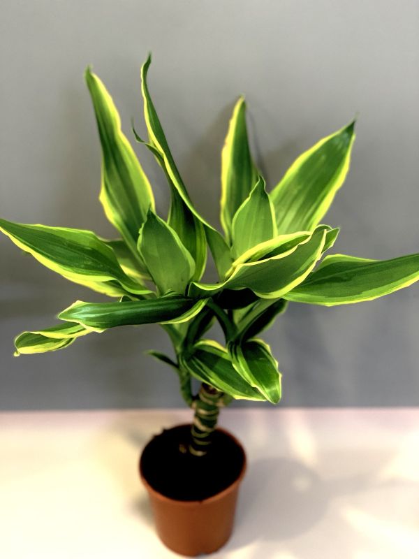 Драцена Драцена