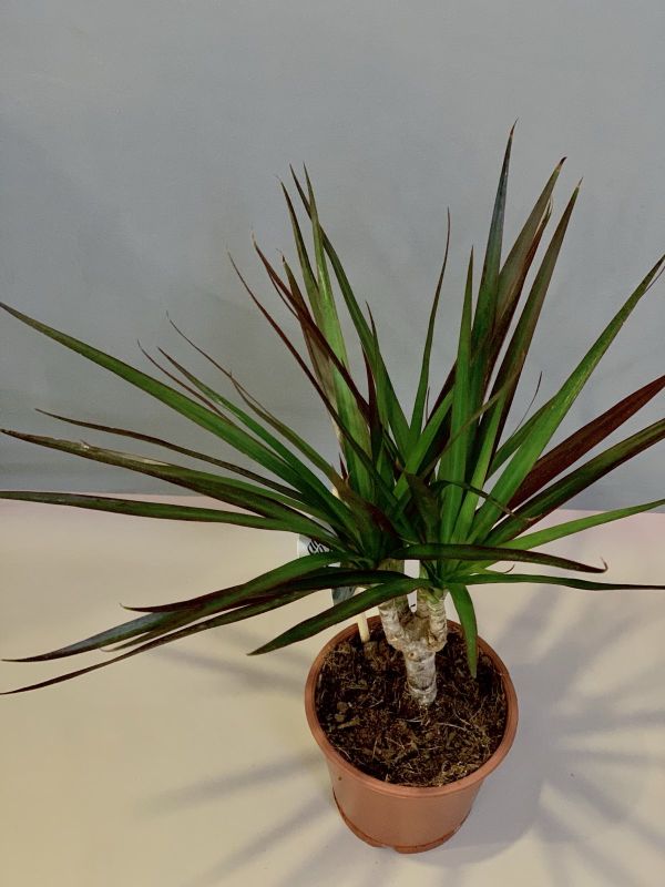 Драцена Маргината Драцена Маргината