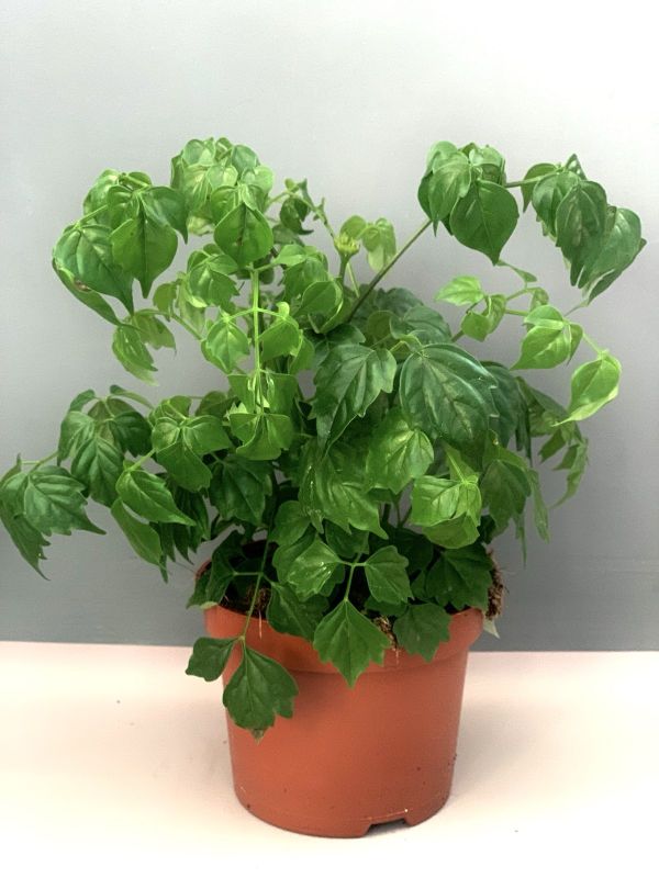 Радермахера