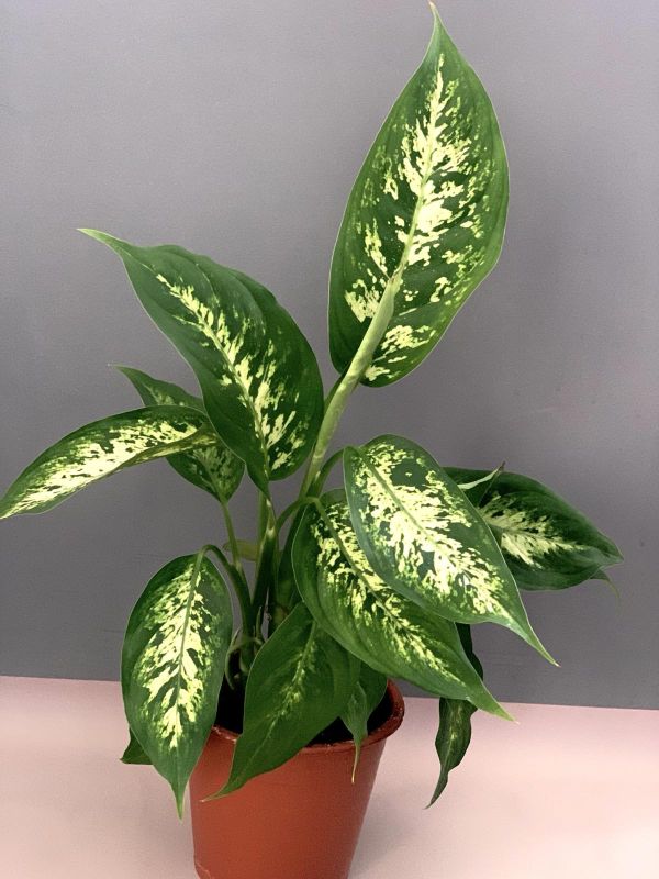 Дифенбахія