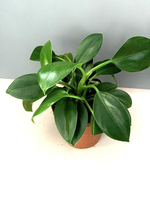 Філодендрон Філодендрон