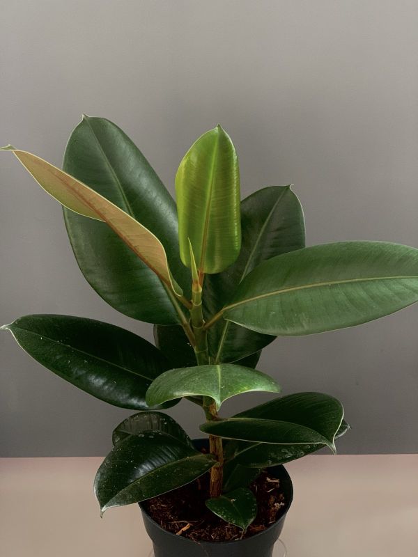 Фікус каучуковий Фікус каучуковий