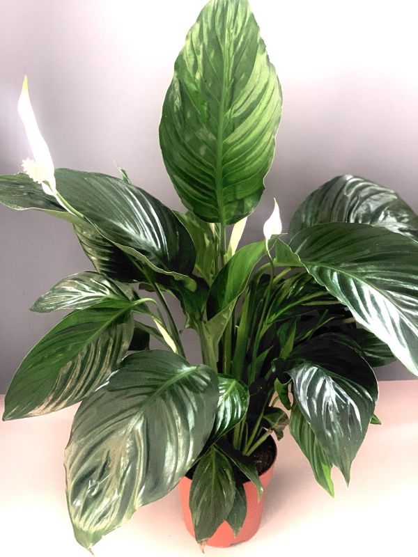 Спатифілум Спатифілум