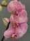 Орхідея Фаленопсис3