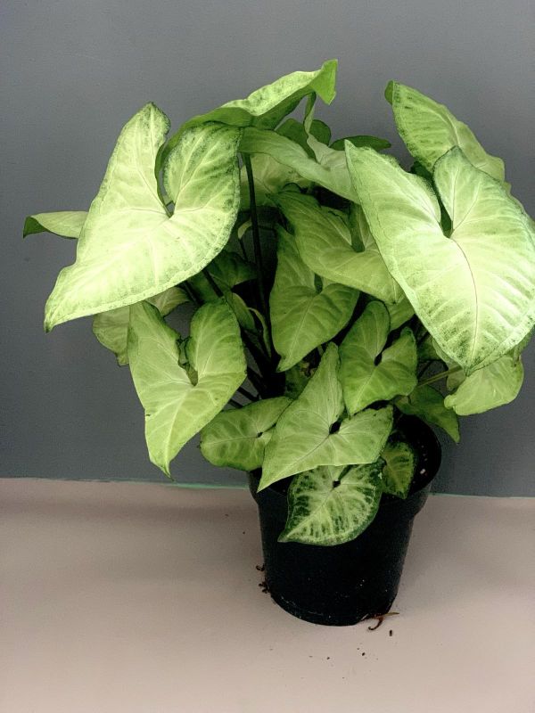 Сингоніум Сингоніум