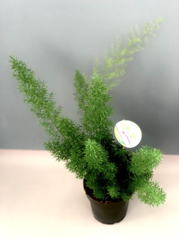 Аспарагус Аспарагус