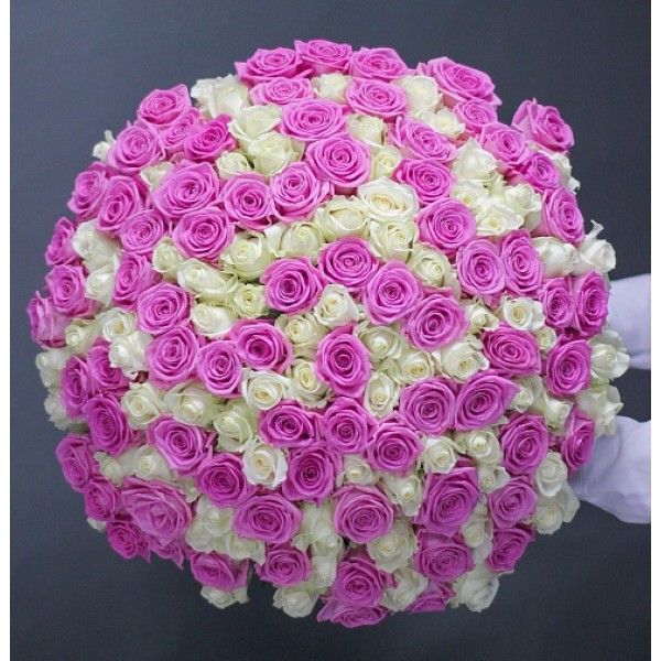 Букет 201 біло-рожева троянда